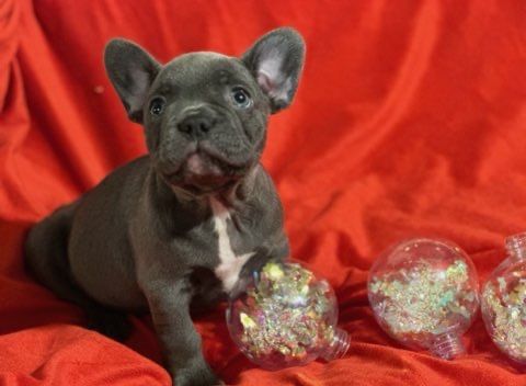 Buldog Francuski z Rodowodem