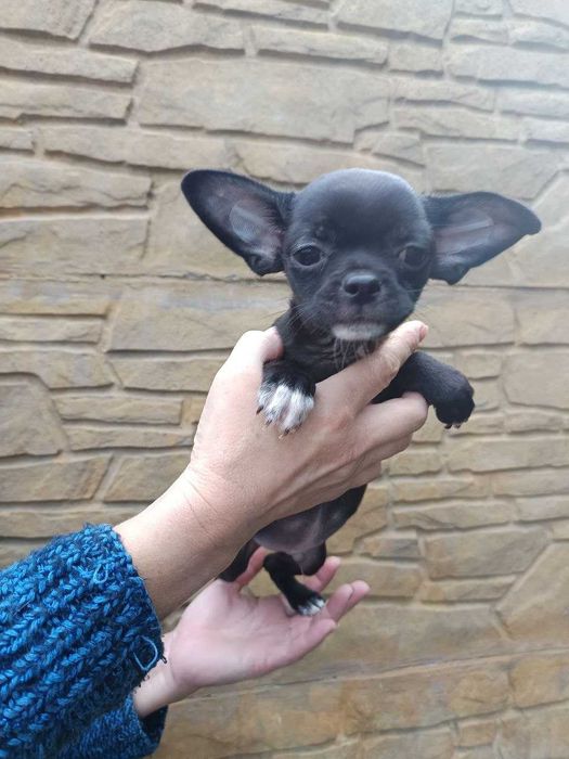 гладкошерстний чихуахуа - чарівний