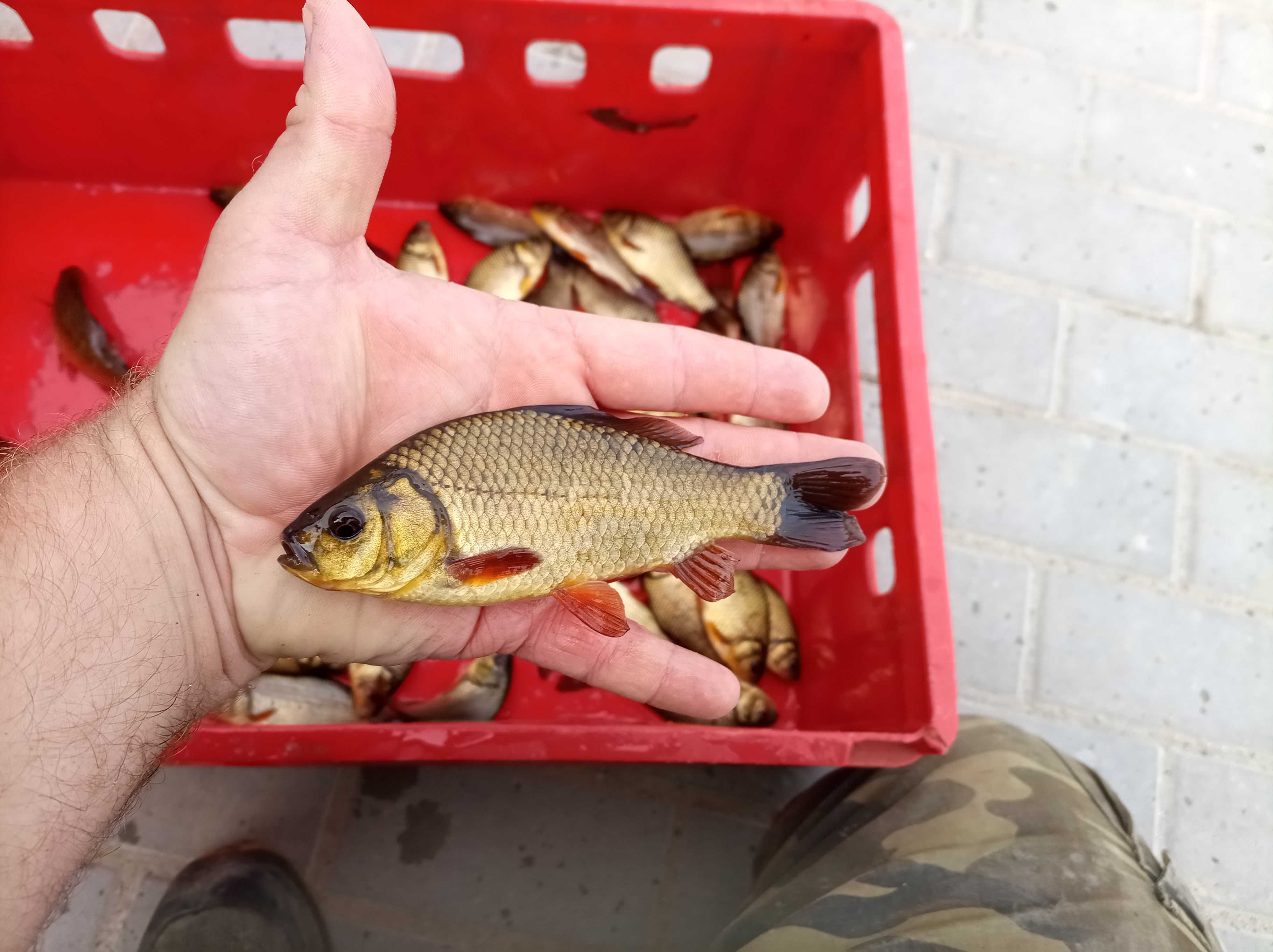 Duży narybek karaś złoty pospolity 12-15 cm lin karp amur Jesiotr sum