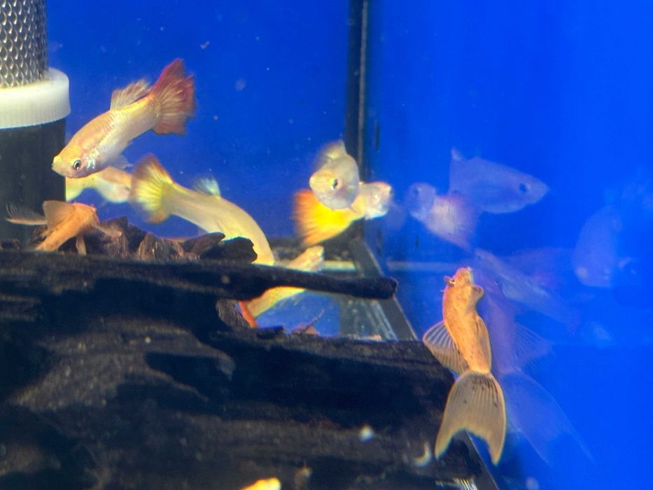 Zbrojnik Pleco Red Czerwony Welon Weloniasty Long Fin