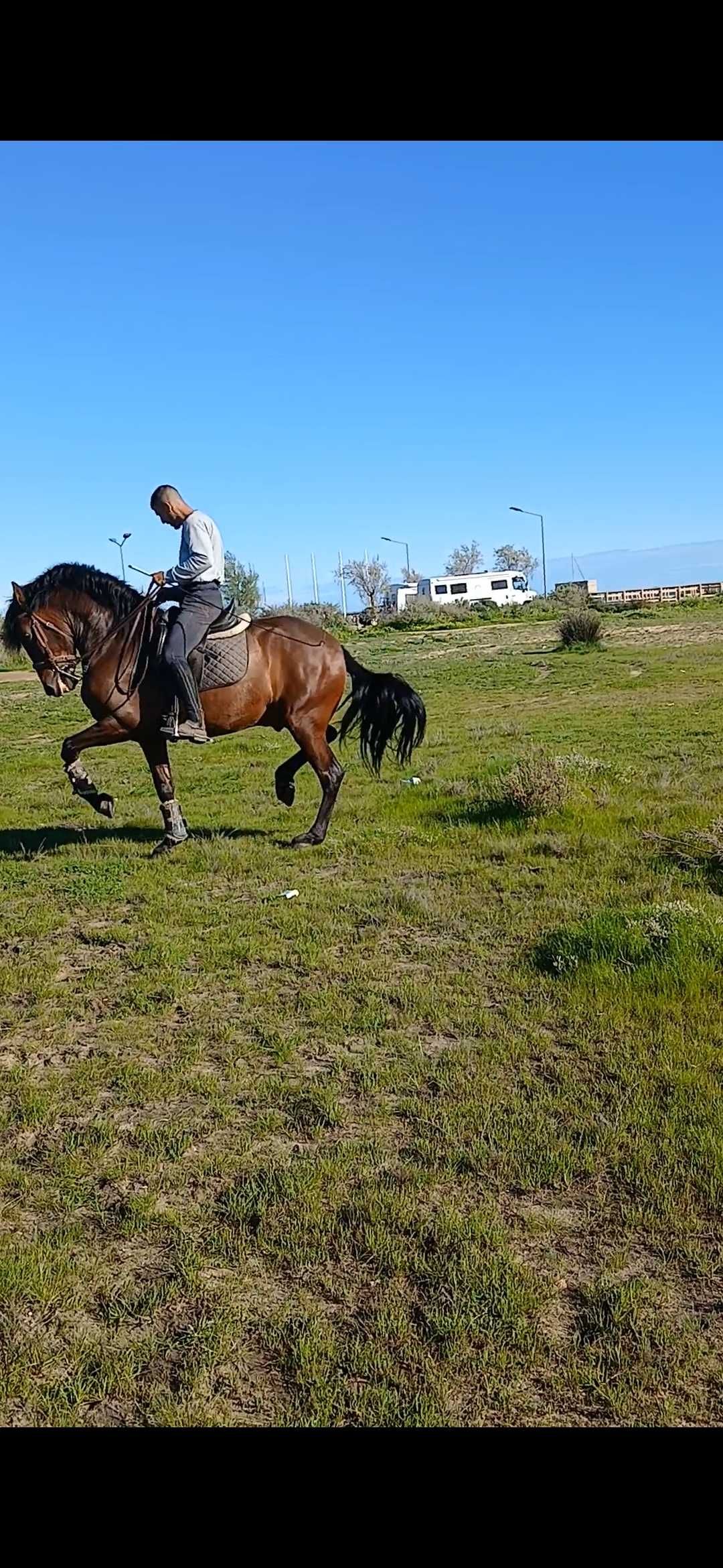 Vende se cavalo com 6 anos de idade
