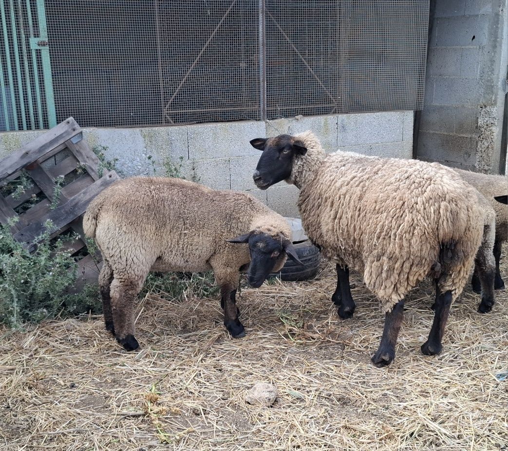 Borrego macho suffolk