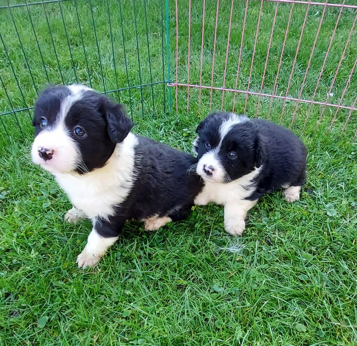 Border collie szczeniak!