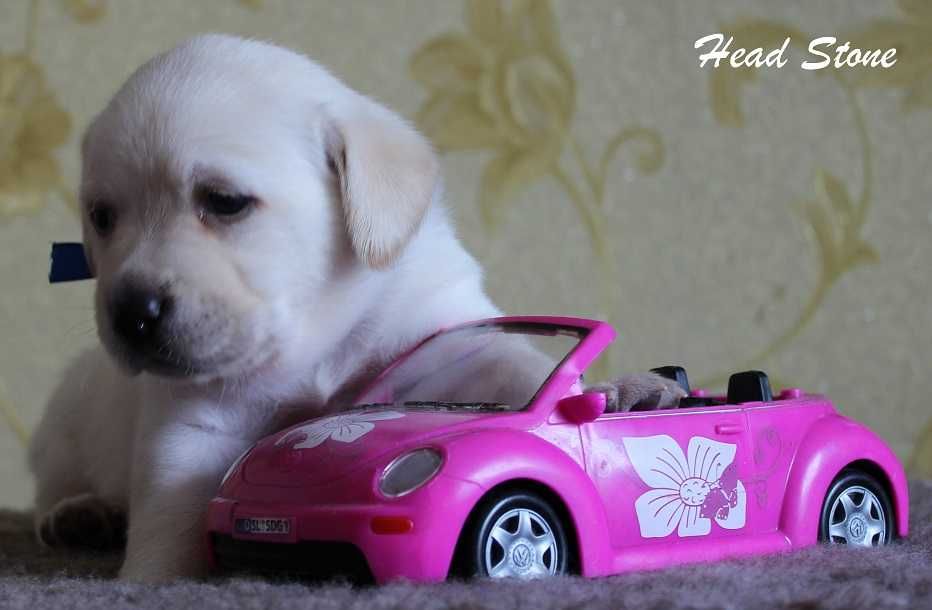 Лабрадор ретривер Щенки питомника