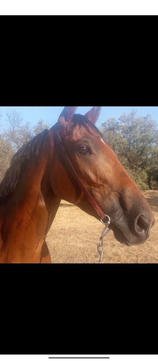 Cavalo puro sangue inglês