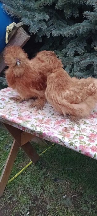 Kura ozdobna silka silki