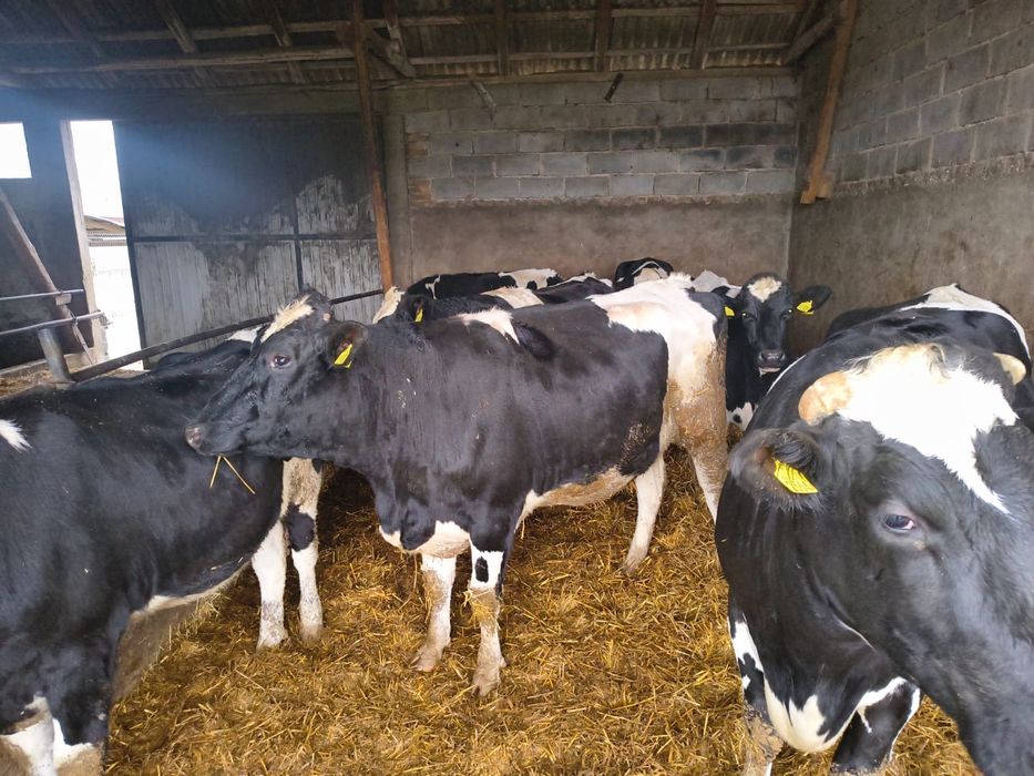 Jałówki wysokocielne