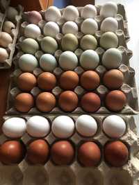 Kolorowe jajka lęgowe