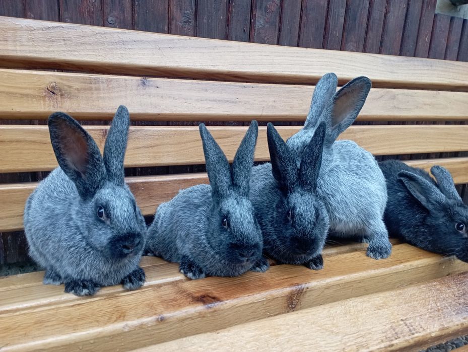 Кролики Полтавське Срібло!