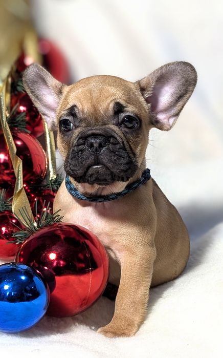 Щенки французы с документами КСУ, доставка