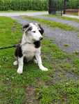 Border Collie piękny pies