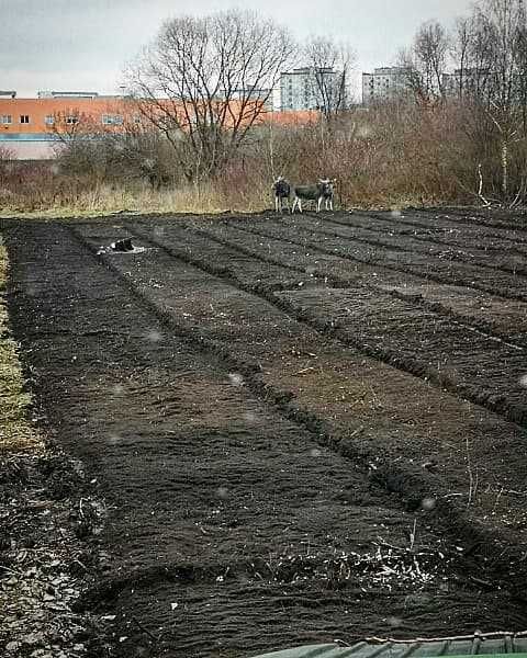 wycinka drzew, lasów odkupimy drzewo CAŁE PODLASIE