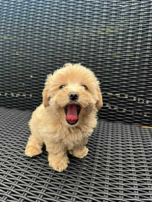 Śliczny Maltipoo, chłopak, słodszy od miodu. Mama Maltanczyk t Redtoy