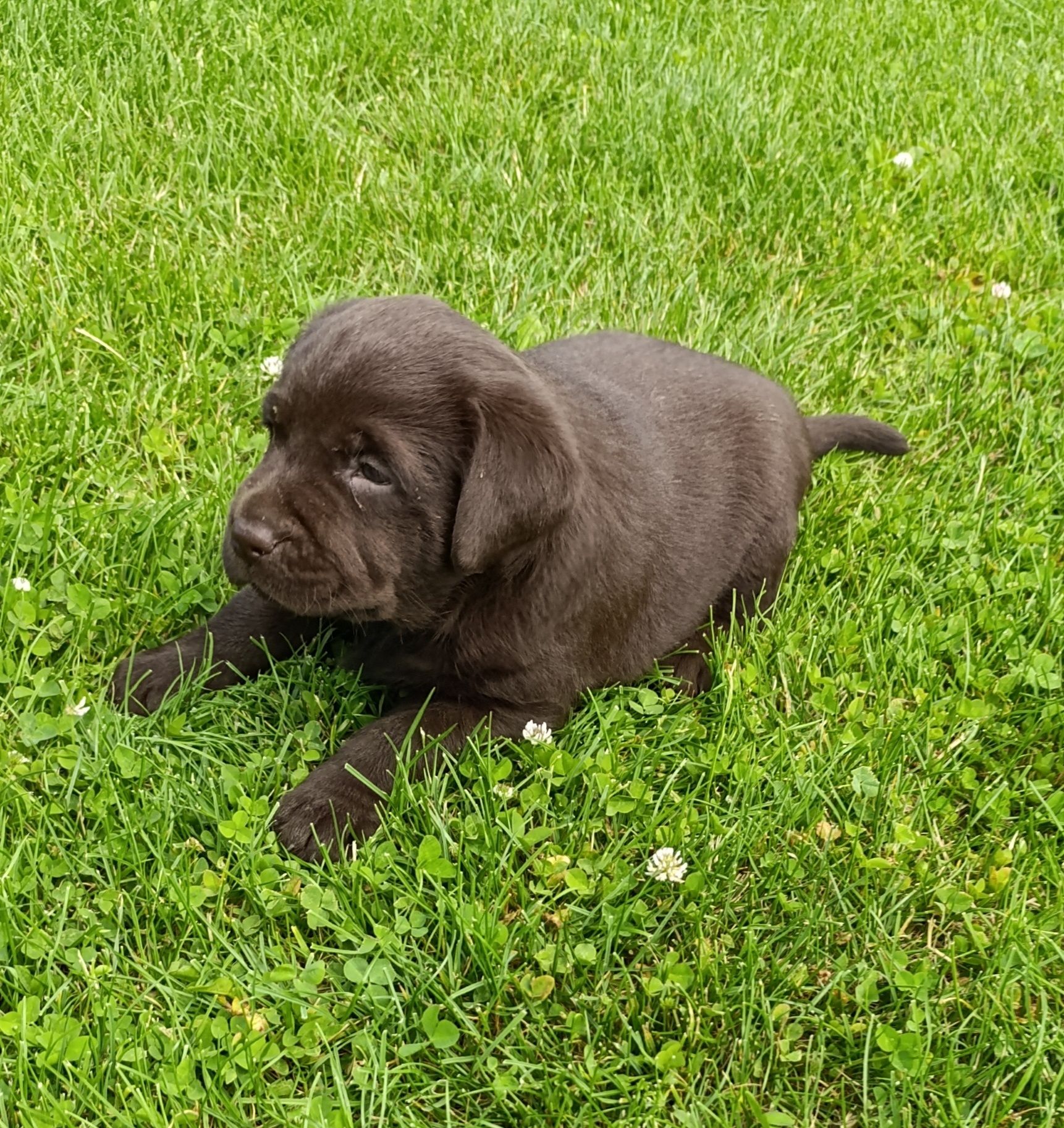 Labrador Retriever pies czekoladowy