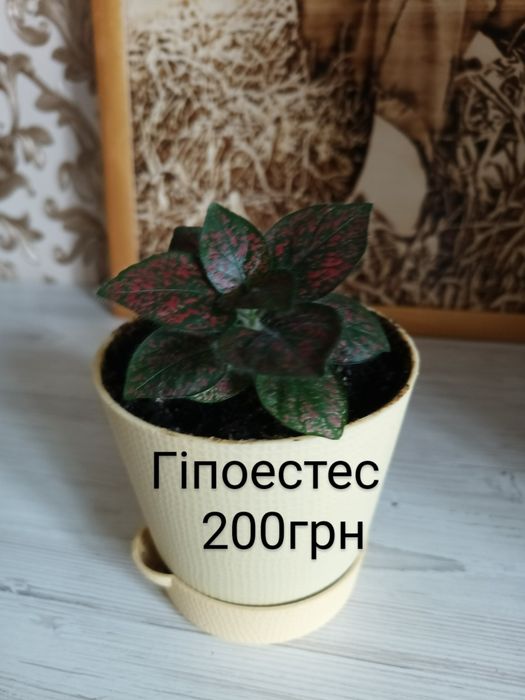 Комнатные цветы, монстера Драцена, Юка