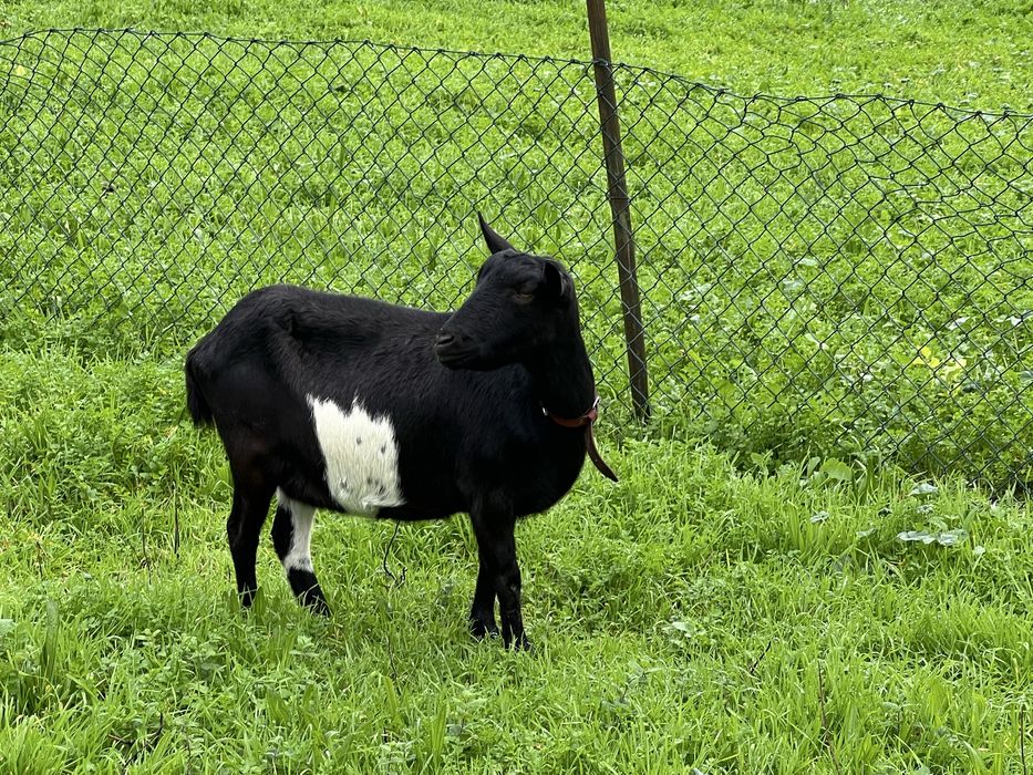 Cabra de raça grande