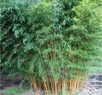 Саженцы "Золотой бамбук" Phyllostachys aureosulcata 'Aureocaulis'