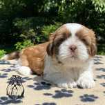 Shih Tzu piesek złoto-biały czekoladowy nosek