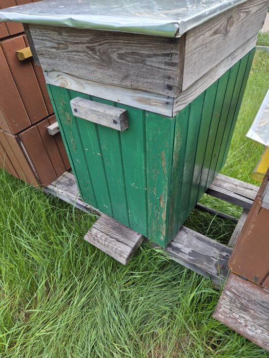 Ul warszawski zwykły 2szt.