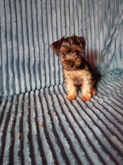 Sprzedam Yorkshire terrier