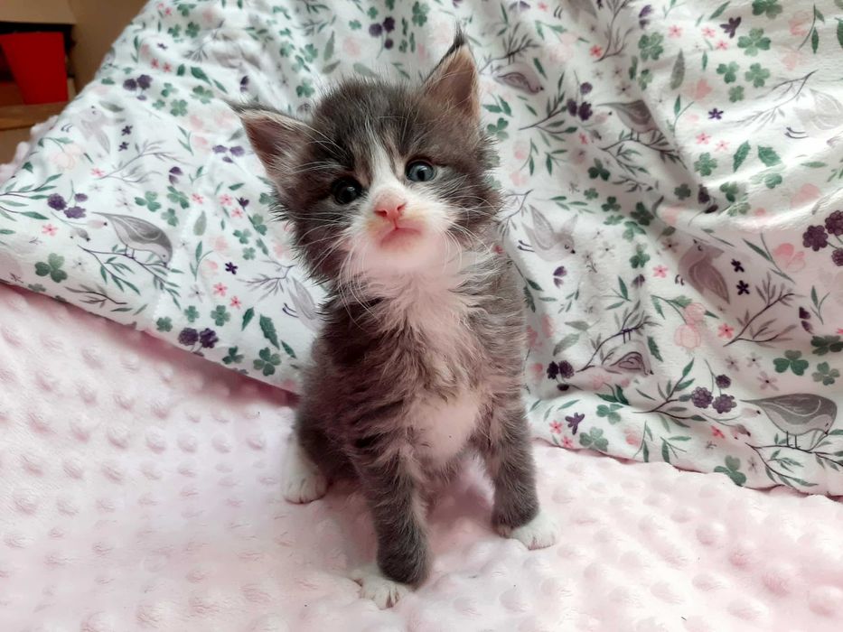 Maine Coon białe i kolorowe kocięta FPL FIFe Kraków ZAPOWIEDŹ MIOTU