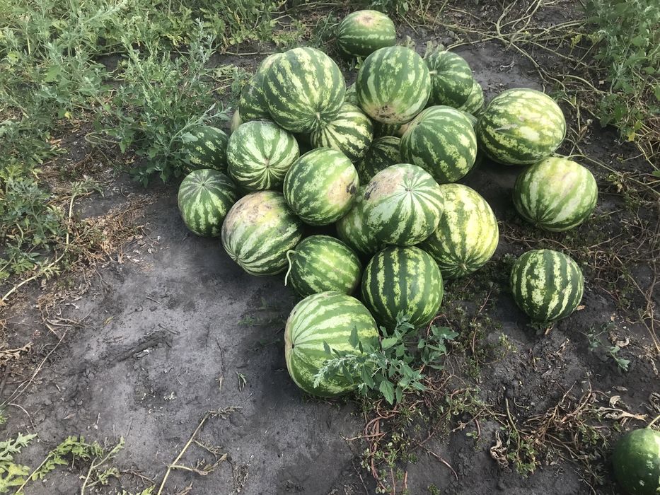 Продам кавун АУ ПРОДЮСЕР