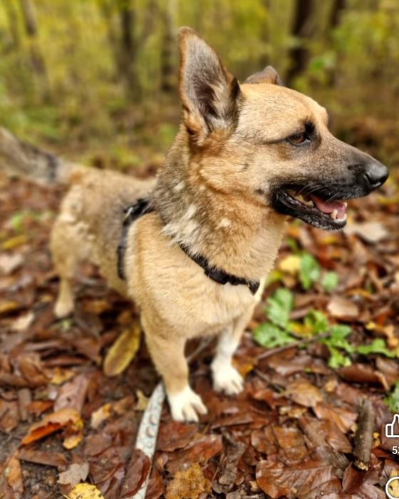 Mikro Funcik czeka na dom