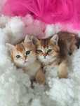Котенок британский, котята британской золотой шиншиллы