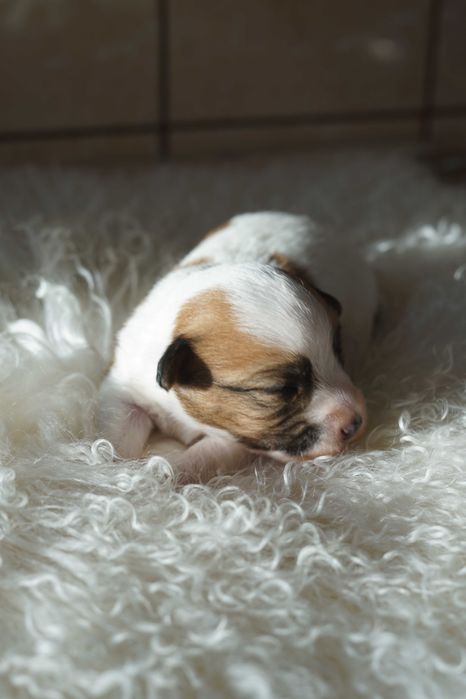 Jack Russell Terrire