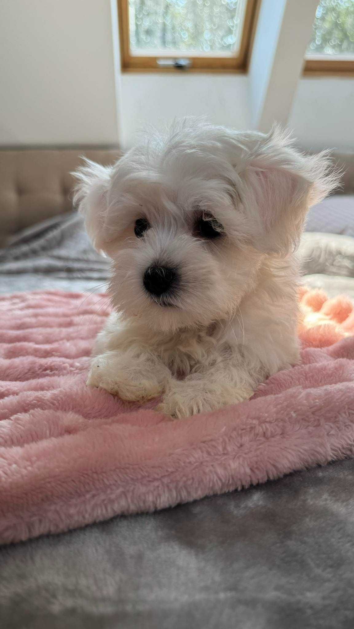 Mini Suczka Maltańczyk z Rodowodem Śliczna