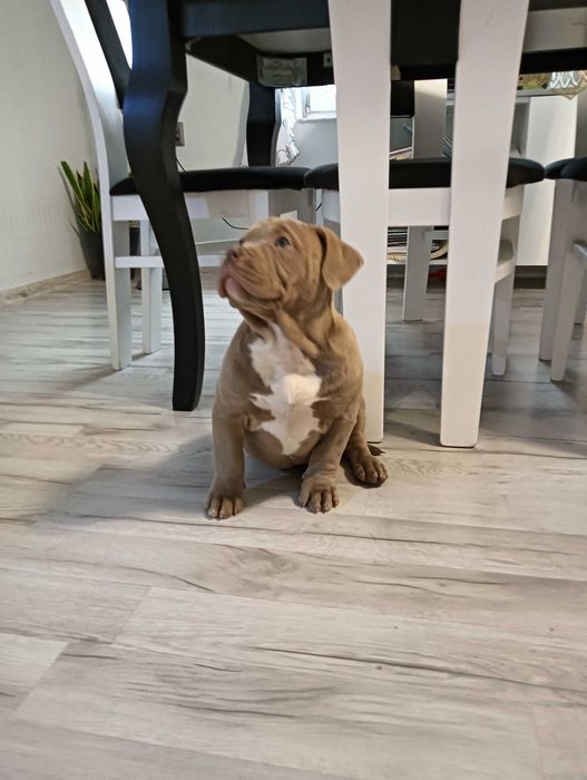 American Bully  szczenie