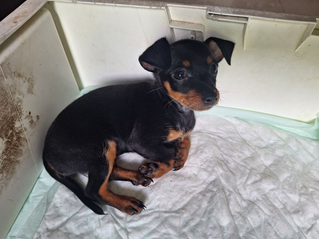 Cão Pincher em Ançã