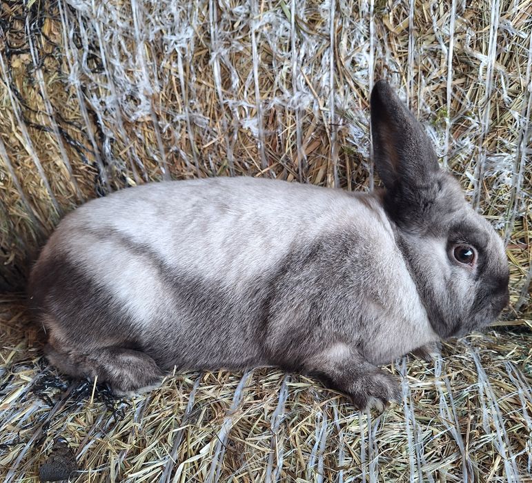 Królik sallander z rodowodem samiec