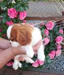 Cavalier King Charles spaniel pies gotowe do odbioru