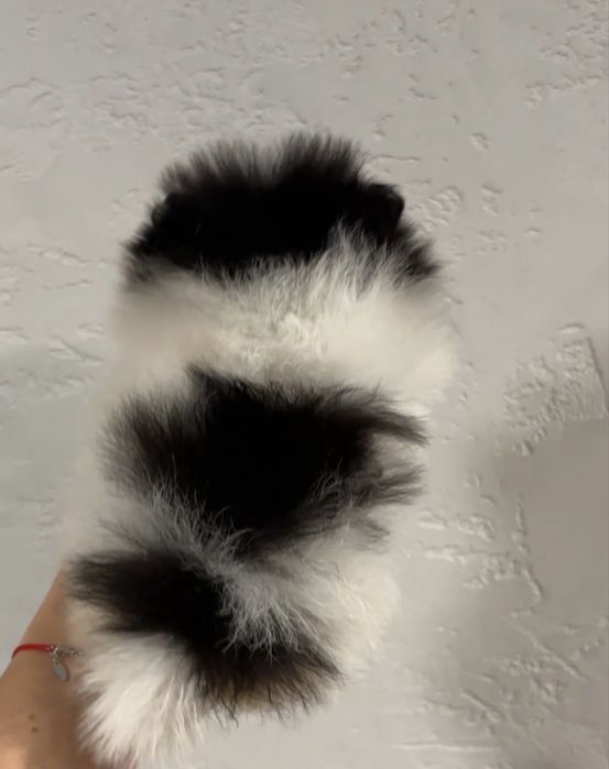 Szpic miniaturowy pomeranian xs mini chlopiec particolor bialo czarny