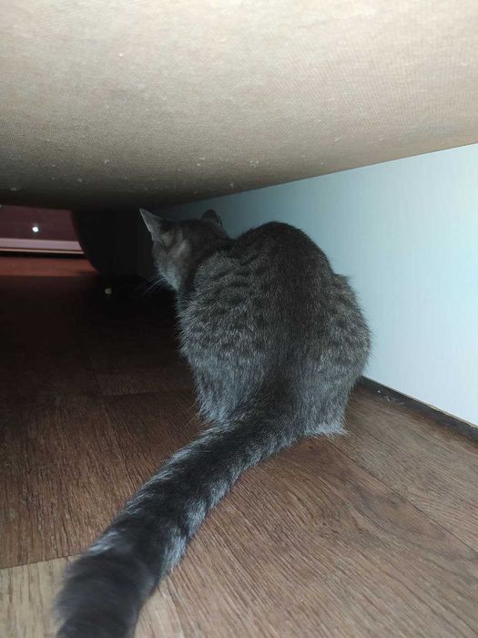 Апостолове загубилася кішка вул. Рекордна