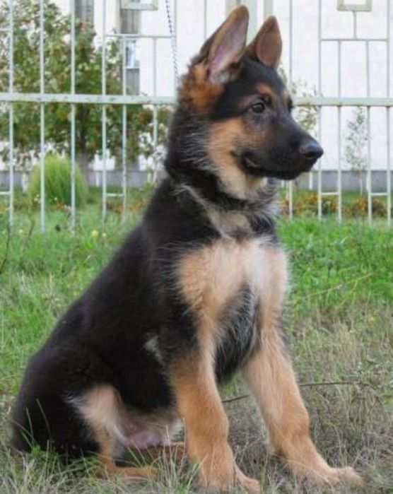 Німецька вівчарка,пес 7міс,безкоштовно