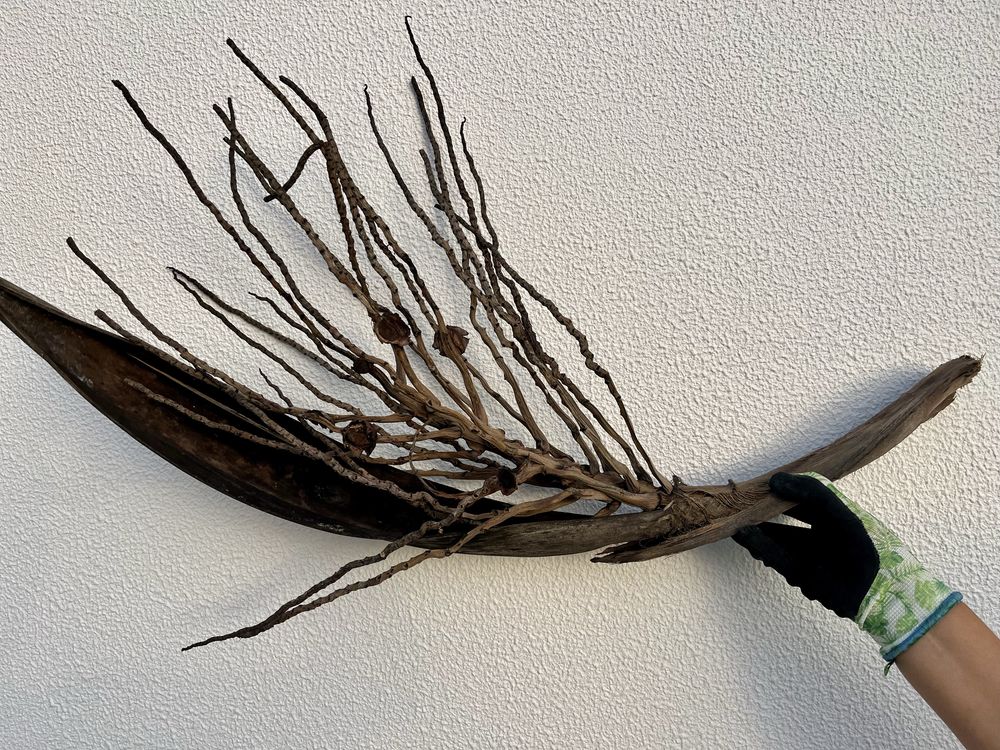 Tronco de coqueiro para decoracao de aquario grande