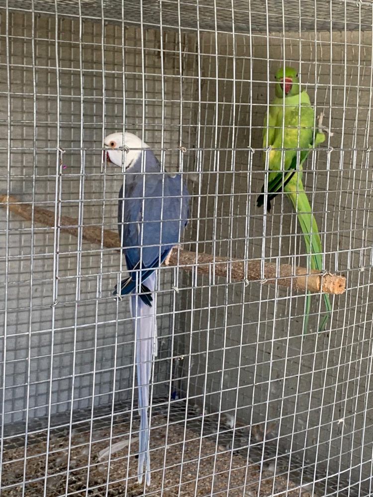 Casal de Ring Neck