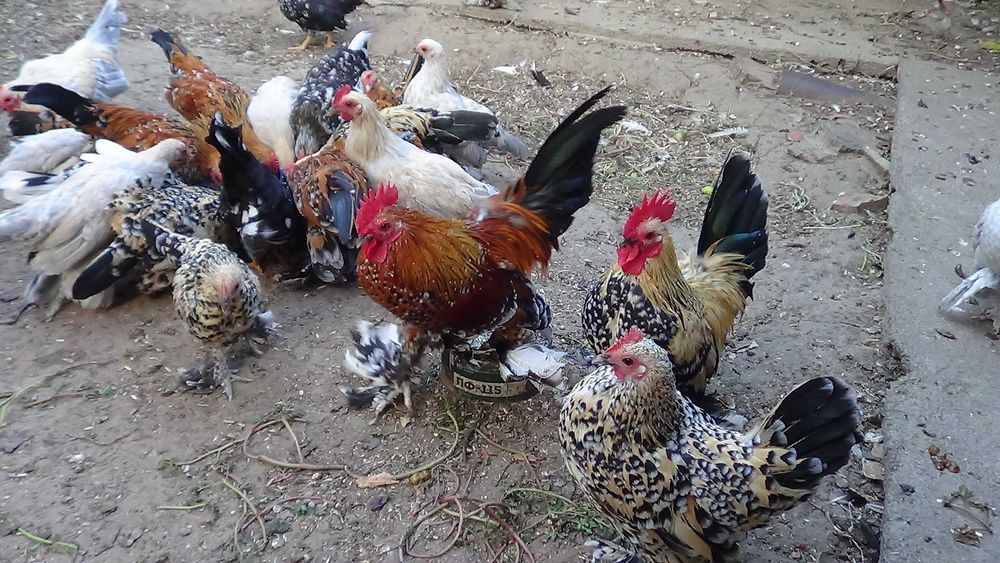 кури карликові. мільфльор