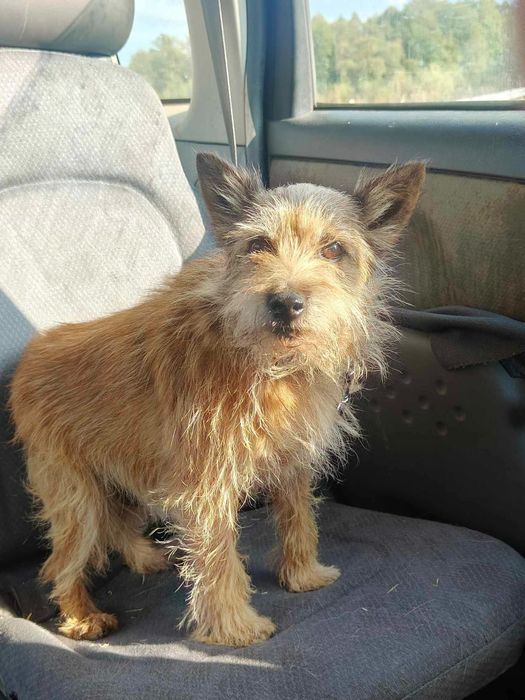 KORI terrier szuka domu
