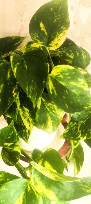 Filodendron pnący Epipremnum ‘Hicolor’ zwane również ‘Golden Queen’