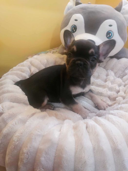 Suczki buldog francuski
