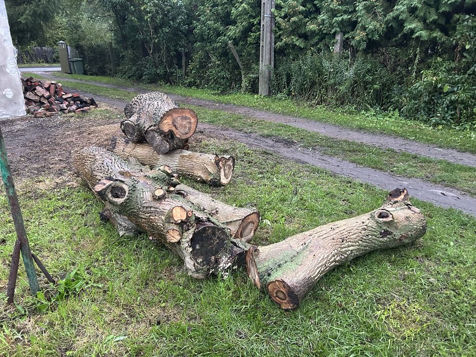 drewno pień orzech wloski