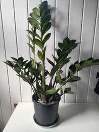 Kwiat Zamia Zamioculcas