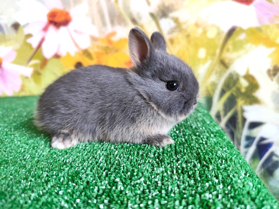 Karzełek Niderlandzki niebieski miniaturka Mini Lop baranek rex blue