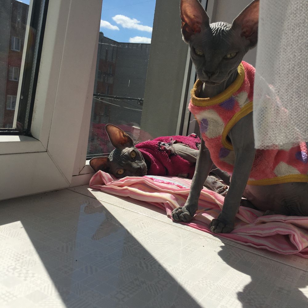 Канадский сфинкс , canadian sphynx , naked