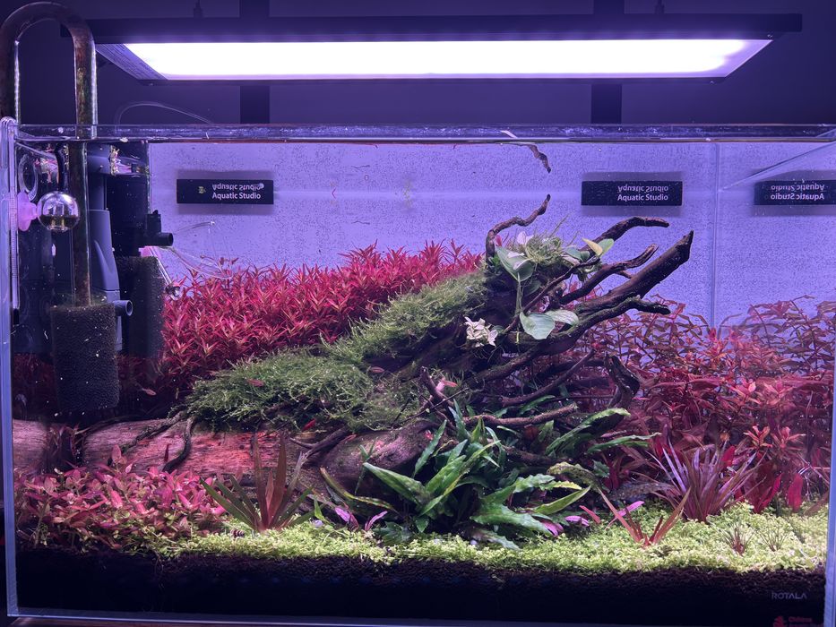 Rotalla blood red/Roslina akwarystyczna