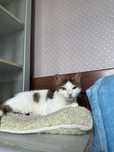 Prawdziwy pieszczoch Pumba szuka domu - kocurek do adopcji