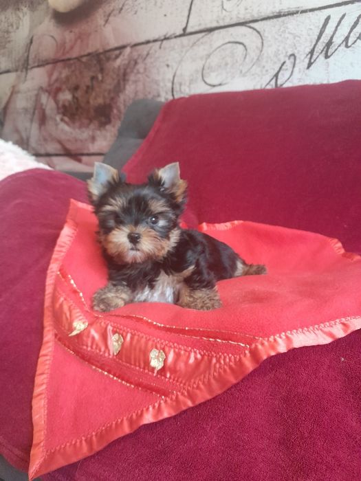 Yorkshire terrier samczyk zkwp fci